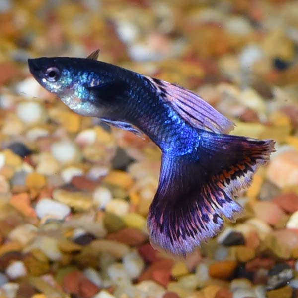 Assorted Guppy Group, Male