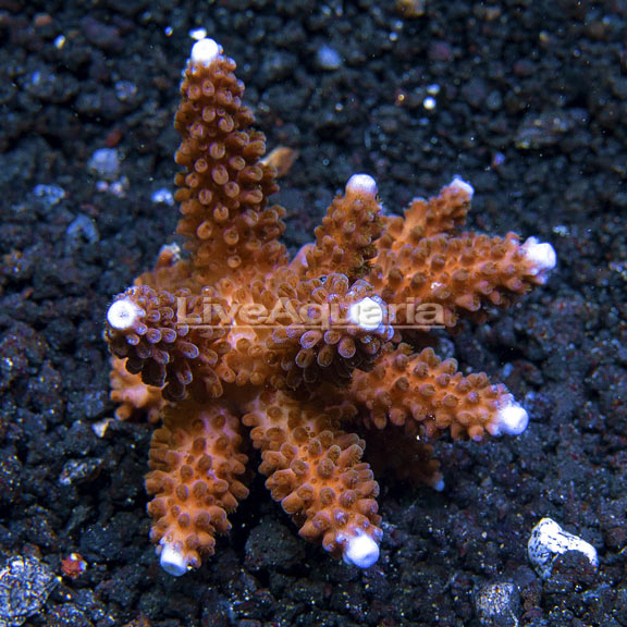 Acropora formosa