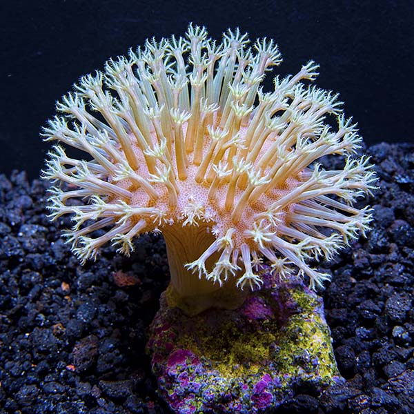Biota Aquacultured White Polyp Toadstool Coral Biota Aquacultured White Polyp Toadstool Coral