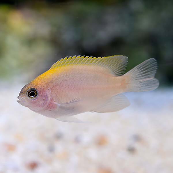 ORA® Captive-Bred Pink Smith Damselfish ORA® Captive-Bred Pink Smith Damselfish
