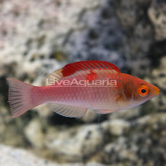 Red-Fin Fairy Wrasse