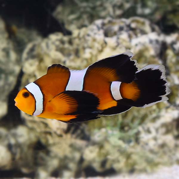 Mocha Longfin Ocellaris Clownfish, Captive-Bred