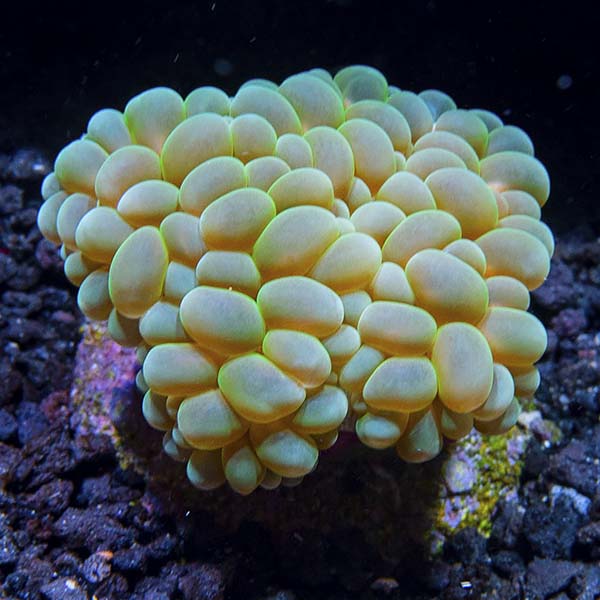 Aquacultured Micronesian Bubble Coral Aquacultured Micronesian Bubble Coral