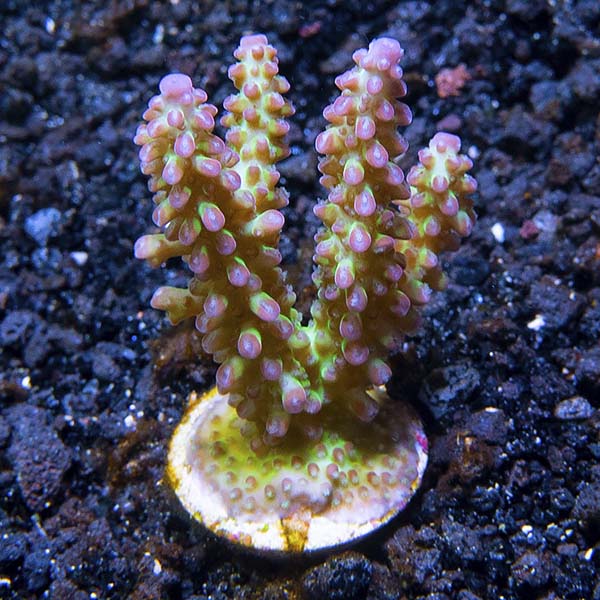 ORA® Aquacultured Pink and Green Marshall Island Acropora Coral ORA® Aquacultured Pink and Green Marshall Island Acropora Coral