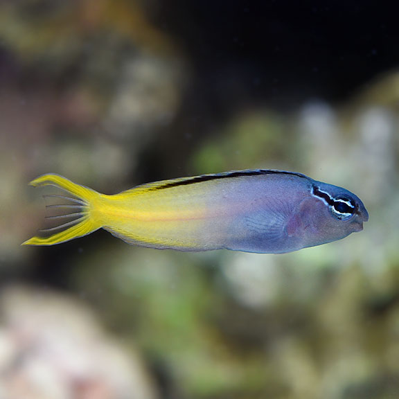 Forktail Blenny