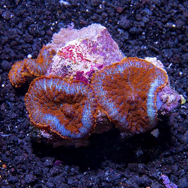 Bullseye Rhodactis Mushroom Coral, Red & Blue Superman