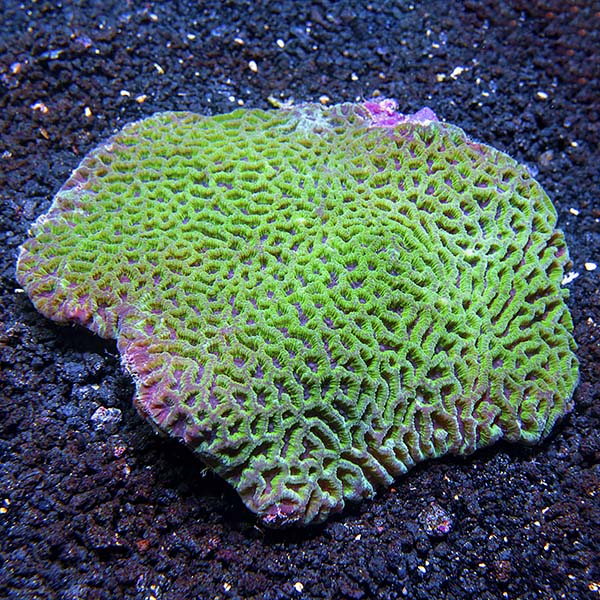 Brain Coral, Favites