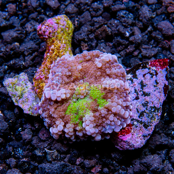 Purple/Green Ricordea Yuma, Aquacultured ORA® Purple/Green Ricordea Yuma, Aquacultured ORA®