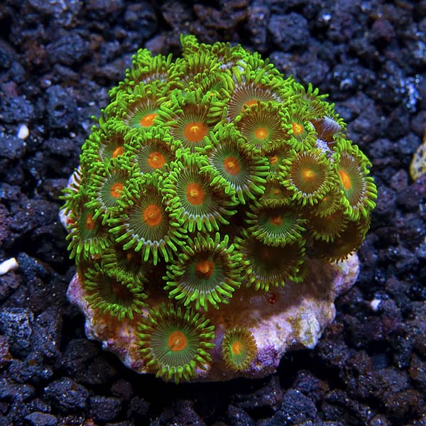 Biota Aquacultured Palauan Zoanthid Biota Aquacultured Palauan Zoanthid