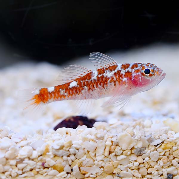 freshwater goby for sale