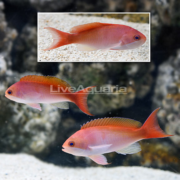 Red-Bar Anthias