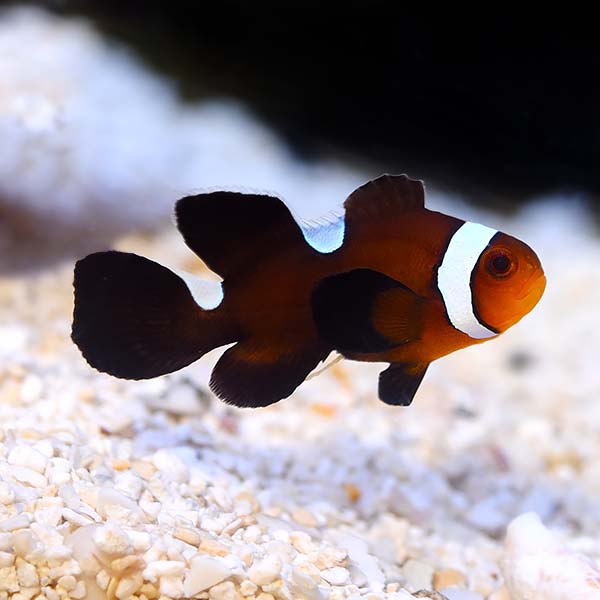 Black Longfin Clownfish, 