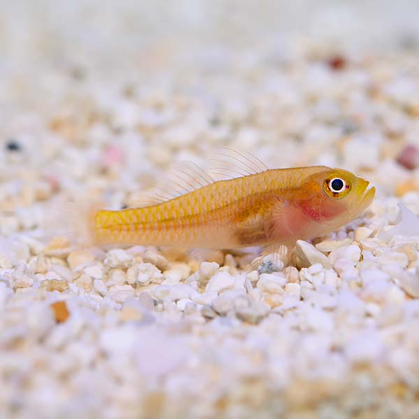 Biota Captive-Bred Yellow Trimma Goby