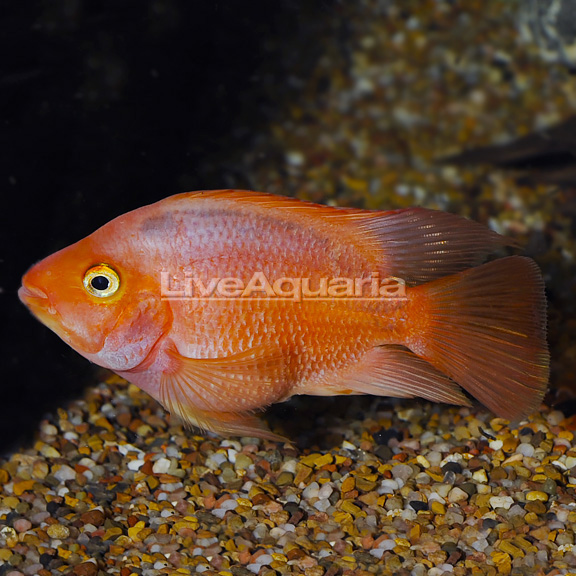 Red Parrot: Cichlids for Aquariums