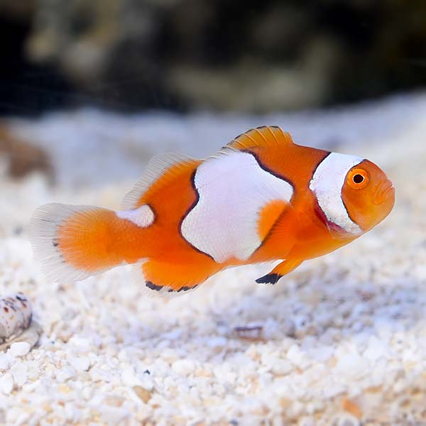 Semi Picasso Clownfish, Captive-Bred Semi Picasso Clownfish, Captive-Bred
