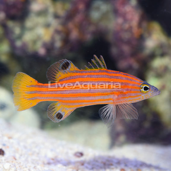 Swales Swissguard Basslet Swales Swissguard Basslet