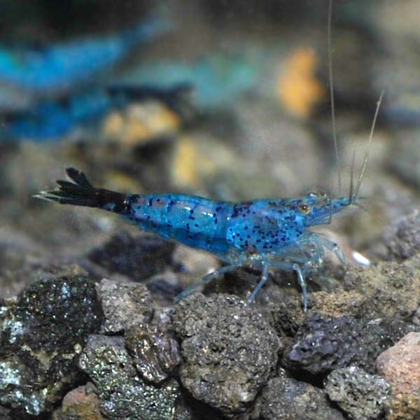 Blue Glaze Shrimp Group Blue Glaze Shrimp Group