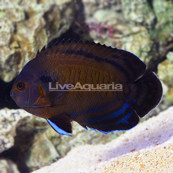 Bluefin Angelfish 