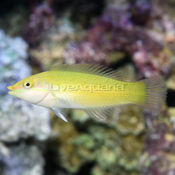 Green Wrasse