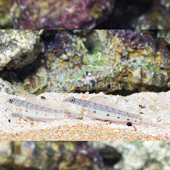 Sleeper Striped Goby Sleeper Striped Goby