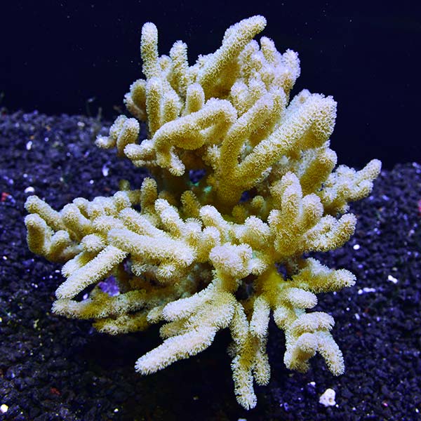 Sinularia Finger Leather Coral