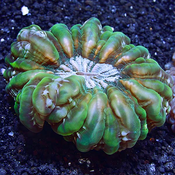 Button Coral, Cynarina Button Coral, Cynarina