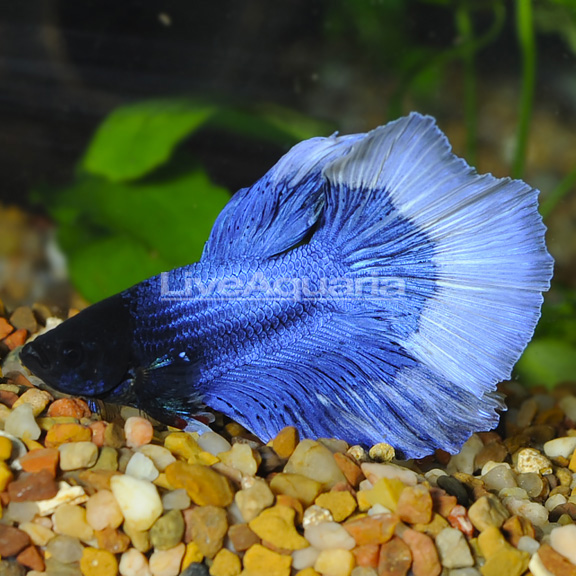 Halfmoon Butterfly Betta - Male