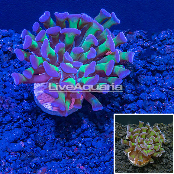 LiveAquaria® CCGC Aquacultured Bicolor Hammer Coral LiveAquaria® CCGC Aquacultured Bicolor Hammer Coral