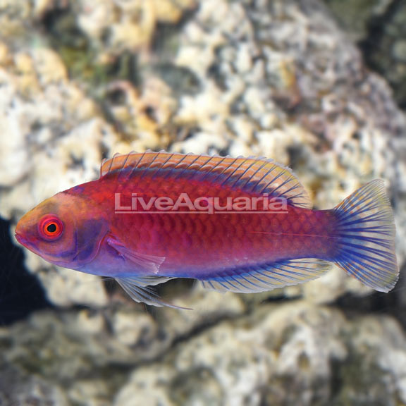 Darwin's Glow Fairy Wrasse