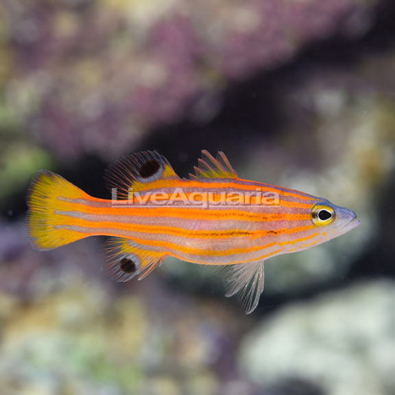 Swales Swissguard Basslet