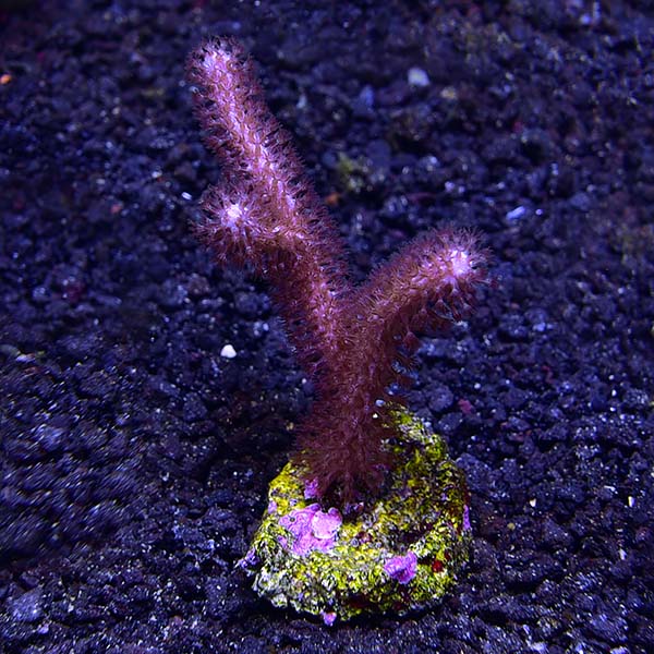 Biota Aquacultured Palauan Pink Gorgonian Biota Aquacultured Palauan Pink Gorgonian