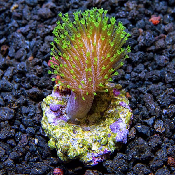 Biota Aquacultured Mountain Dew Toadstool Coral Biota Aquacultured Mountain Dew Toadstool Coral