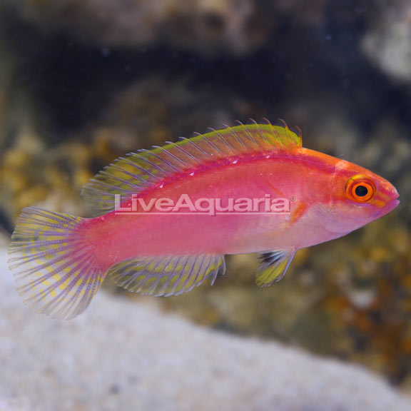 Rose-Band Fairy Wrasse Rose-Band Fairy Wrasse