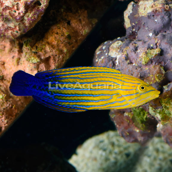 Blue Striped Tamarin Wrasse EXPERT ONLY Blue Striped Tamarin Wrasse EXPERT ONLY