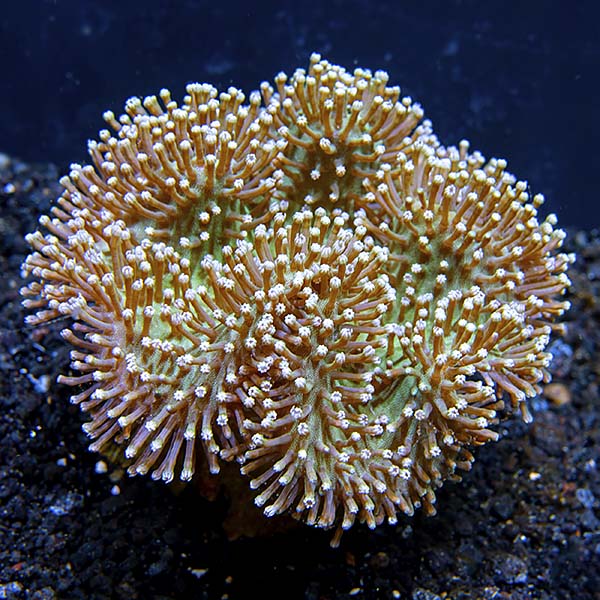Green Toadstool Mushroom Leather Coral Green Toadstool Mushroom Leather Coral
