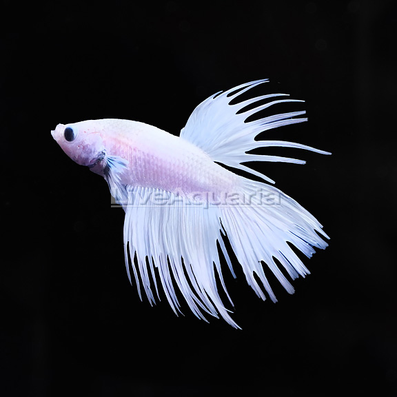 Platinum Crowntail Betta - Male