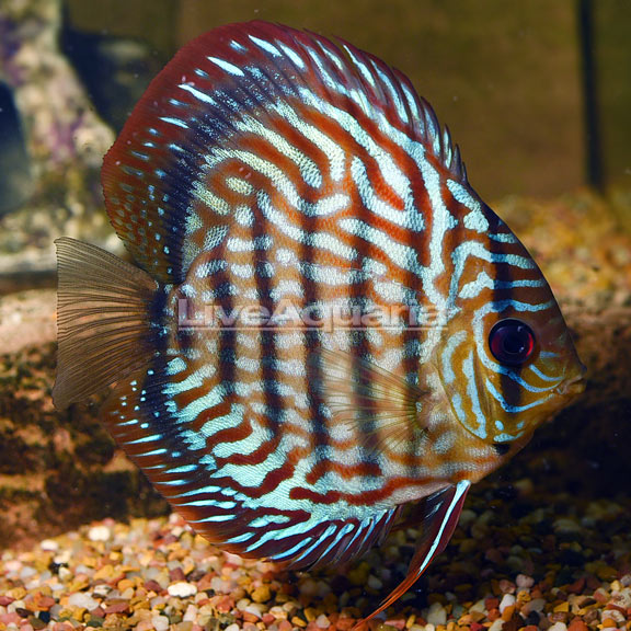 Red Turquoise Discus 