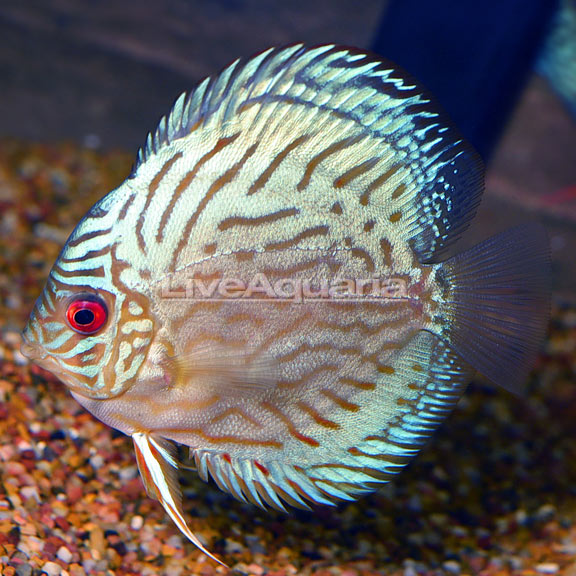 cobalt blue discus