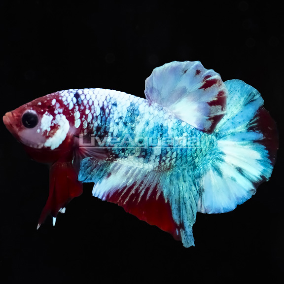 støn Til sandheden Notesbog Galaxy Koi HMPK Betta | Freshwater Fish, New Freshwater Fish