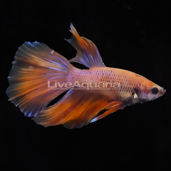 Blood Orange Halfmoon Betta, Male