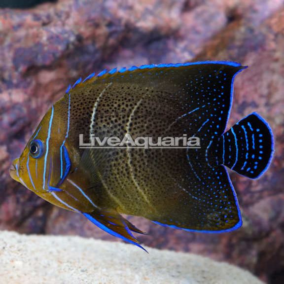 Koran Angelfish