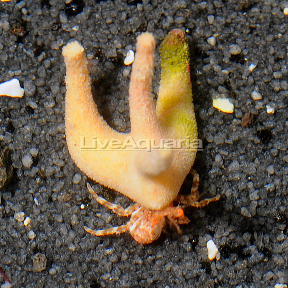 Staghorn Hermit Crab EXPERT ONLY