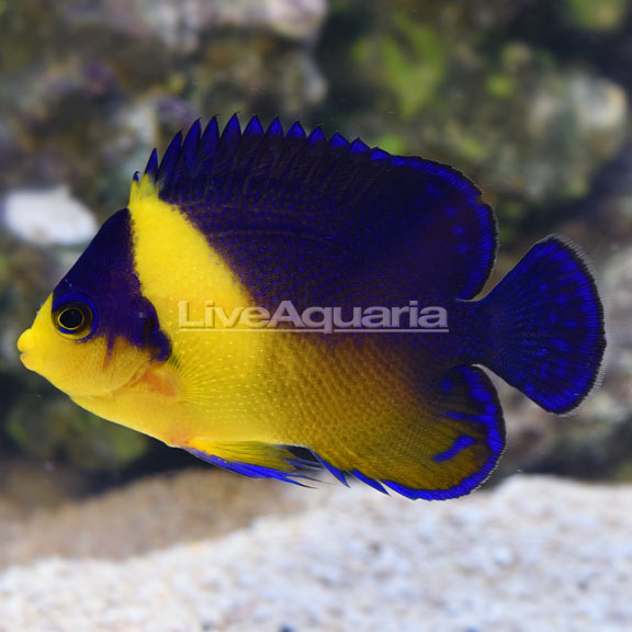 Purple Masked Angelfish EXPERT ONLY
