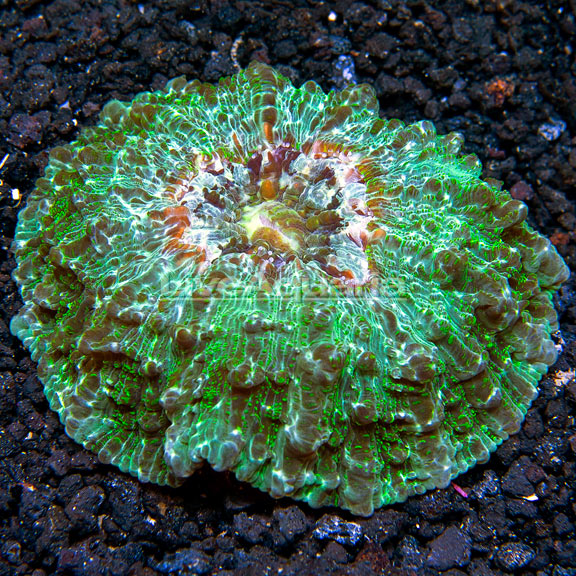 Doughnut Coral Doughnut Coral