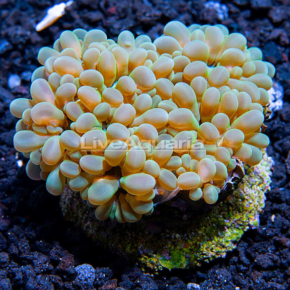 Bubble Coral, Pearl Bubble Coral, Pearl