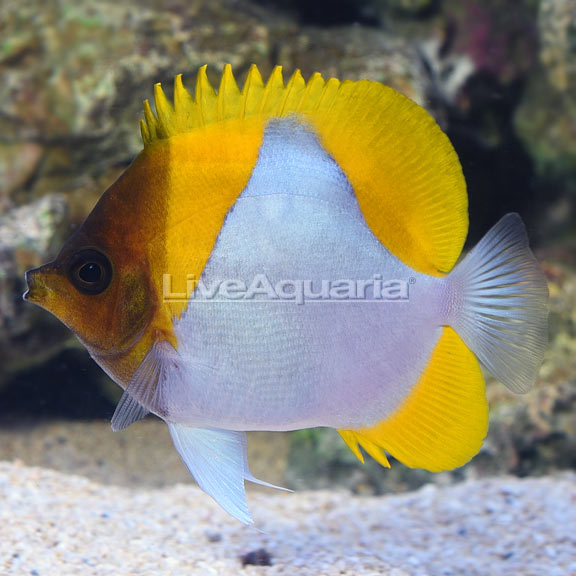 Yellow Pyramid Butterflyfish