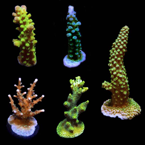 ORA® Aquacultured Assorted Acropora Frag 5 Pack ORA® Aquacultured Assorted Acropora Frag 5 Pack