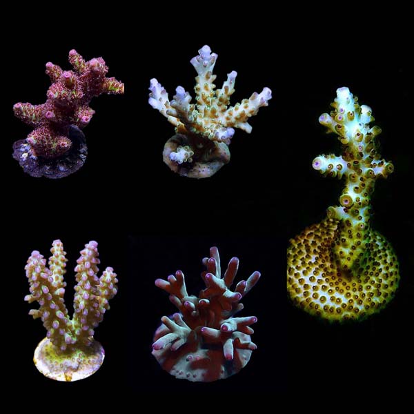 Assorted Premium Acropora Frag 5 Pack, Aquacultured ORA® Assorted Premium Acropora Frag 5 Pack, Aquacultured ORA®