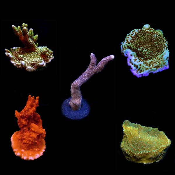 Assorted Montipora Frag 5 Pack, Aquacultured ORA® Assorted Montipora Frag 5 Pack, Aquacultured ORA®