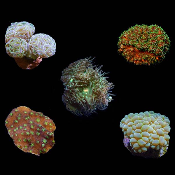 Assorted LPS Frag 5 Pack, Aquacultured ORA® Assorted LPS Frag 5 Pack, Aquacultured ORA®